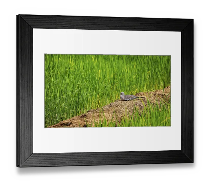 Framed Print : A bird rests on a furrow between green grass fields in a quiet rural setting Framed Print : A bird rests on a furrow between green grass fields in a quiet rural setting