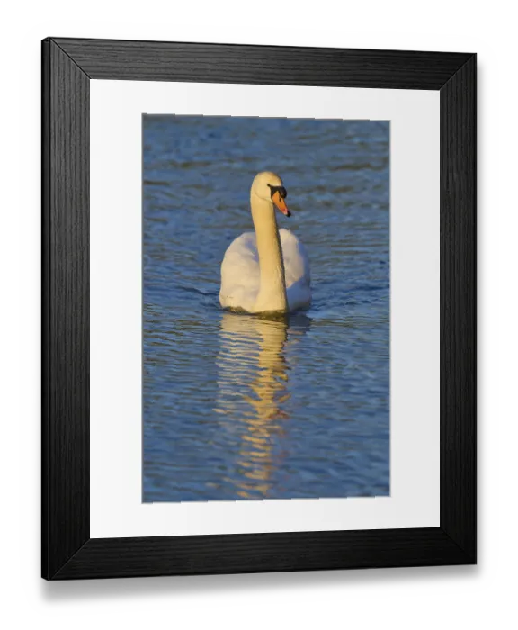 Framed Print : A single swan glides in a straight line over the smooth water surface Framed Print : A single swan glides in a straight line over the smooth water surface
