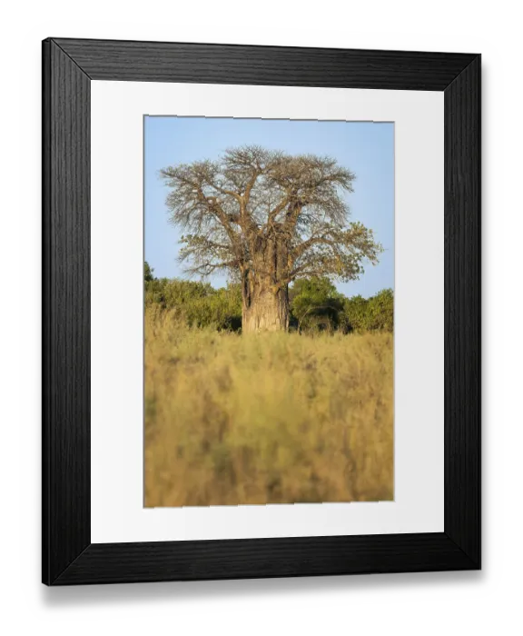 Framed Print : Baobab tree, Adansonia digitata Framed Print : Baobab tree, Adansonia digitata
