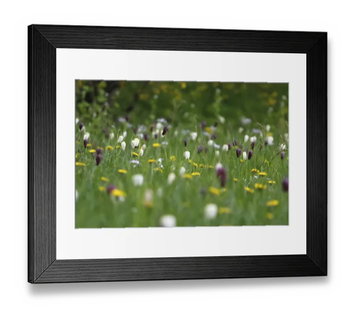 Framed Print : Snake's head fritillary (Fritillaria meleagris)