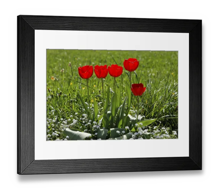 Framed Print : Red tulips Framed Print : Red tulips