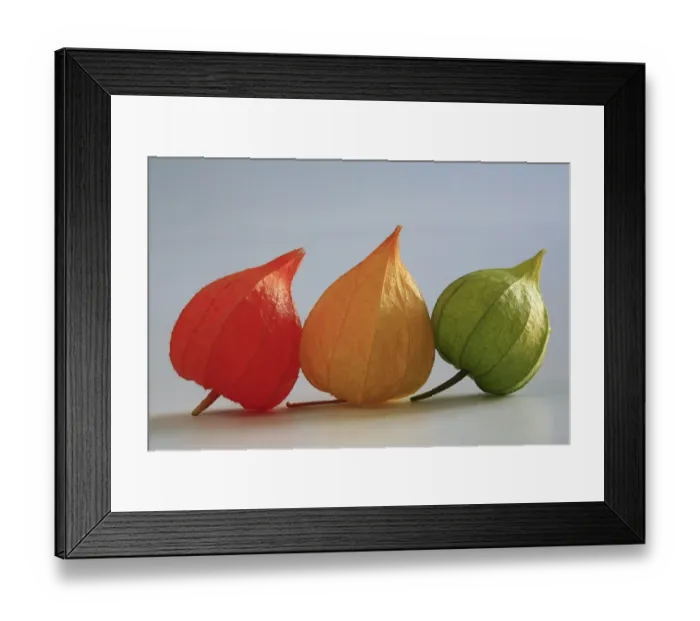 Framed Print : Calyces of Physalis peruviana, Cape gooseberry
