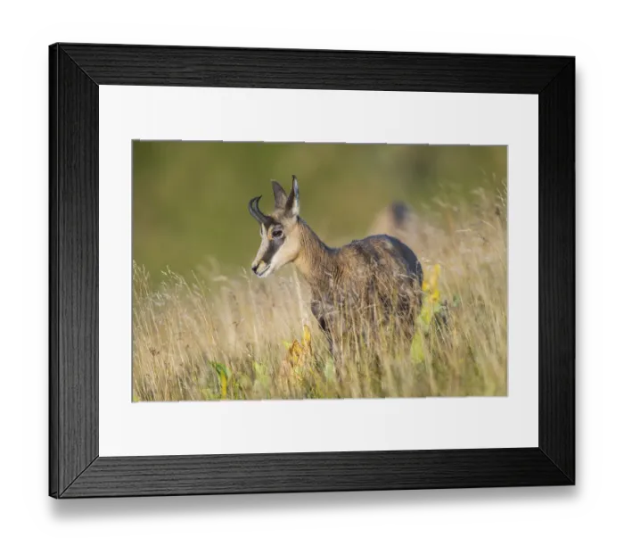 Framed Print : Chamois (Rupicapra rupicapra) on a meadow in the Vosges Mountains