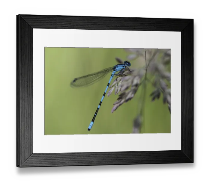 Framed Print : Goblet damselfly (Enalagma cyathigerum)