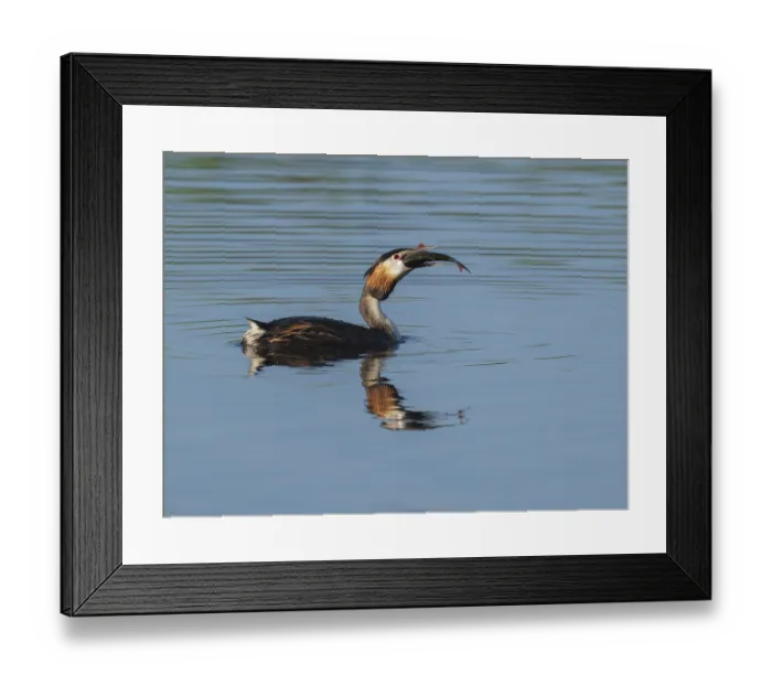 Framed Print : Great Crested Grebe (Podiceps Scalloped ribbonfish) with a large fish in its beak swimming on a lake Framed Print : Great Crested Grebe (Podiceps Scalloped ribbonfish) with a large fish in its beak swimming on a lake