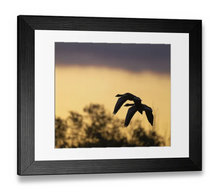 Framed Print : Greylag goose (Anser anser), Greylag geese in flight in front of a dramatically coloured morning sky