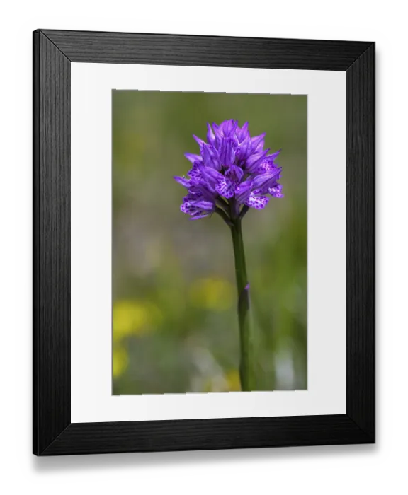 Framed Print : Orchid, Campo Imperatore, Castel del Monte