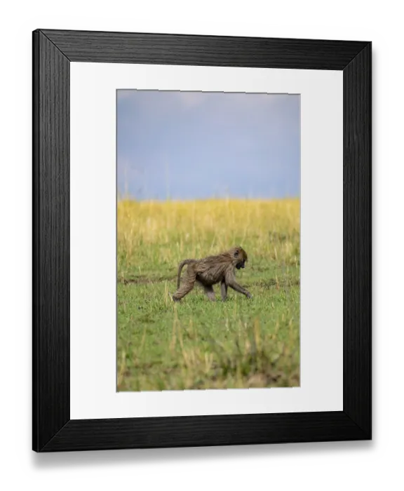 Framed Print : Anubis baboon or green baboon (Papio anubis) foraging in the grass