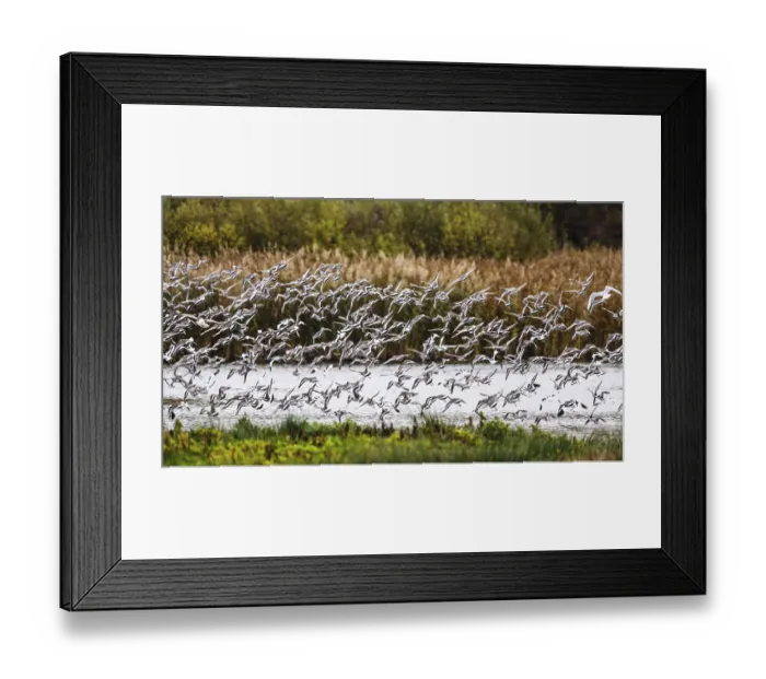 Framed Print : Black-tailed Godwits, Limosa limosa
