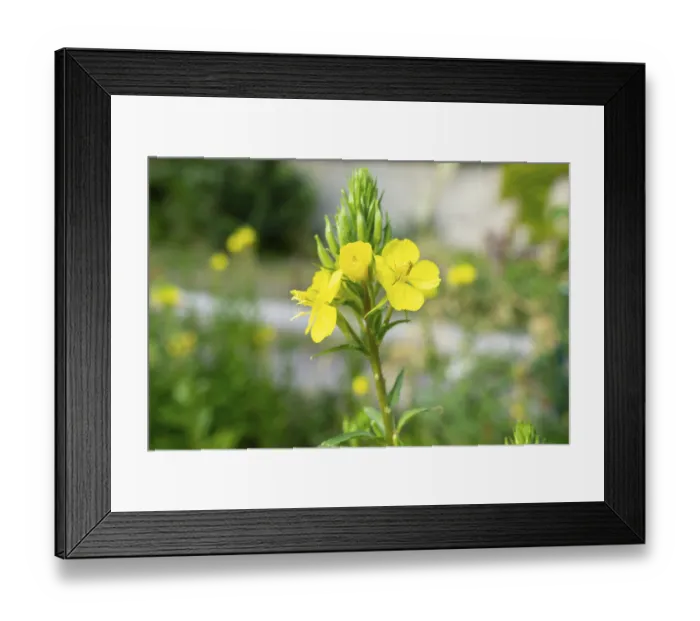 Framed Print : Common evening primrose (Oenothera biennis) Framed Print : Common evening primrose (Oenothera biennis)