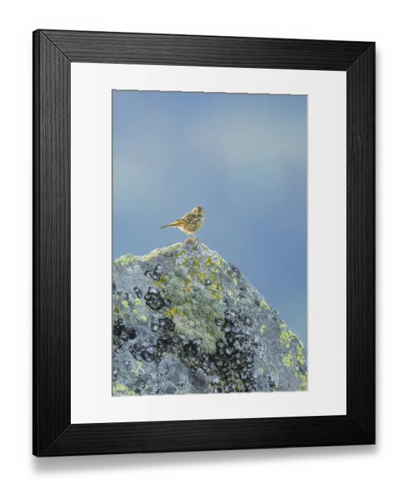 Framed Print : Meadow pipit (Anthus pratensis) sitting on a rock in the Vosges Mountains