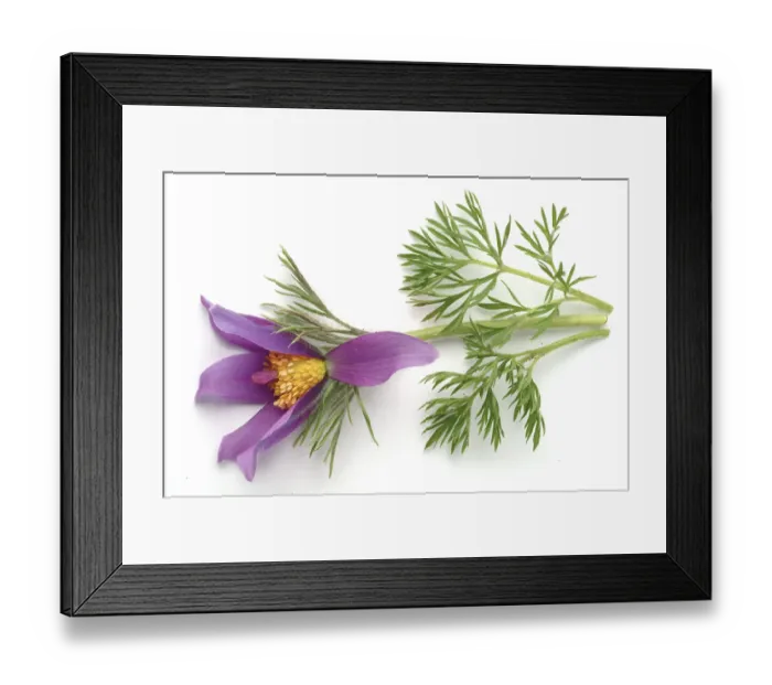 Framed Print : Common pasque flower (Pulsatilla) vulgaris Framed Print : Common pasque flower (Pulsatilla) vulgaris