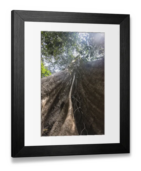 Framed Print : Big tree in the jungle, Kuala Tahan