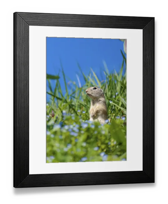 Framed Print : A fully grown ground squirrel (Spermophilus citellus) Framed Print : A fully grown ground squirrel (Spermophilus citellus)