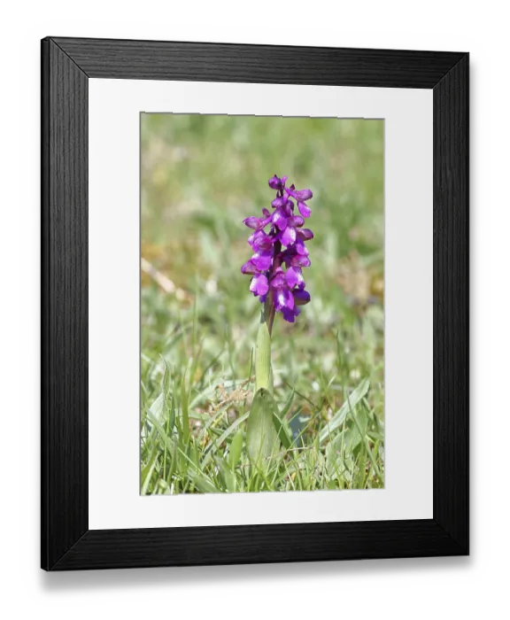 Framed Print : Green-winged orchid (Anacamptis morio)