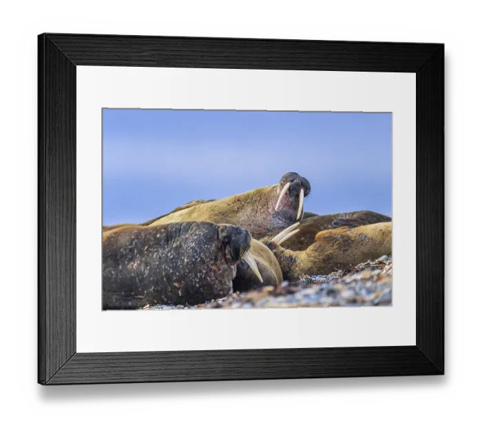 Framed Print : Flock of Walruses (Odobenus rosmarus) resting on a beach in the Arctic