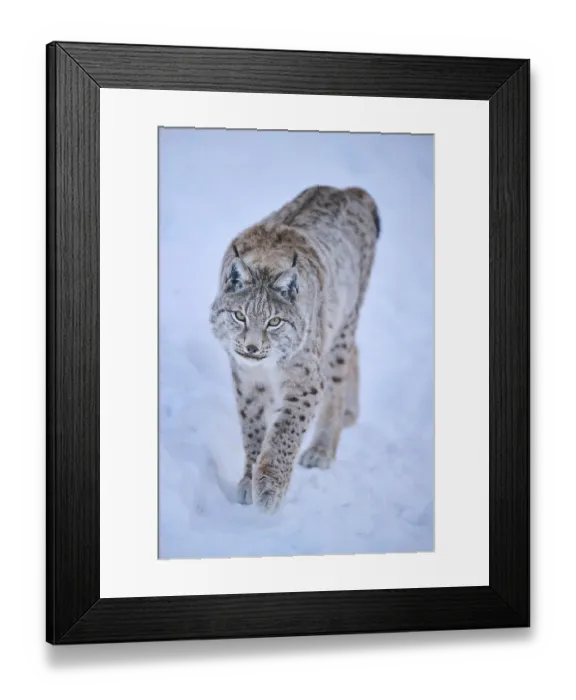 Framed Print : Eurasian lynx (Lynx lynx) walking in the snow Framed Print : Eurasian lynx (Lynx lynx) walking in the snow