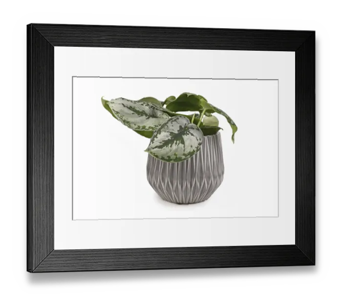 Framed Print : Tropical Scindapsus Pictus Exotica or Satin Pothos houseplant in gray flower pot isolated