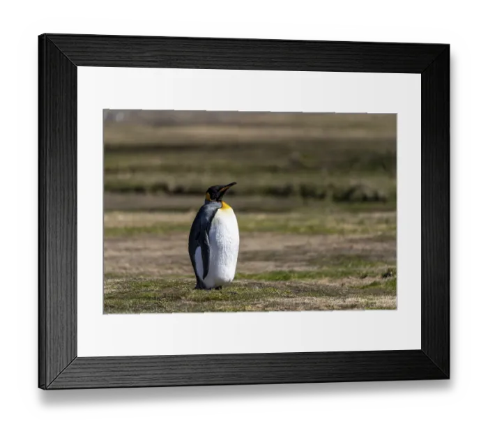 Framed Print : King penguin (Aptenodytes patagonicus)