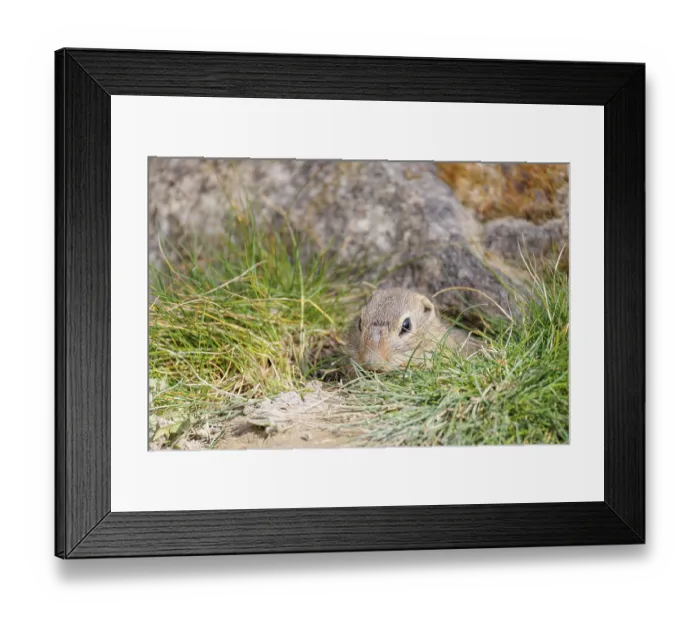 Framed Print : A fully grown European ground squirrel (Spermophilus citellus) carries nesting material in its mouth Framed Print : A fully grown European ground squirrel (Spermophilus citellus) carries nesting material in its mouth