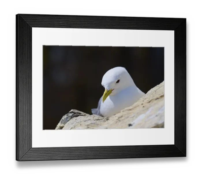 Framed Print : Close-up of a quiet yellow-billed gull sitting attentively on a rock Framed Print : Close-up of a quiet yellow-billed gull sitting attentively on a rock
