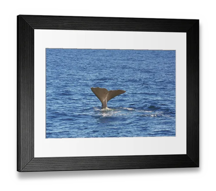 Framed Print : A whale fin juts out of the wavy blue ocean waters