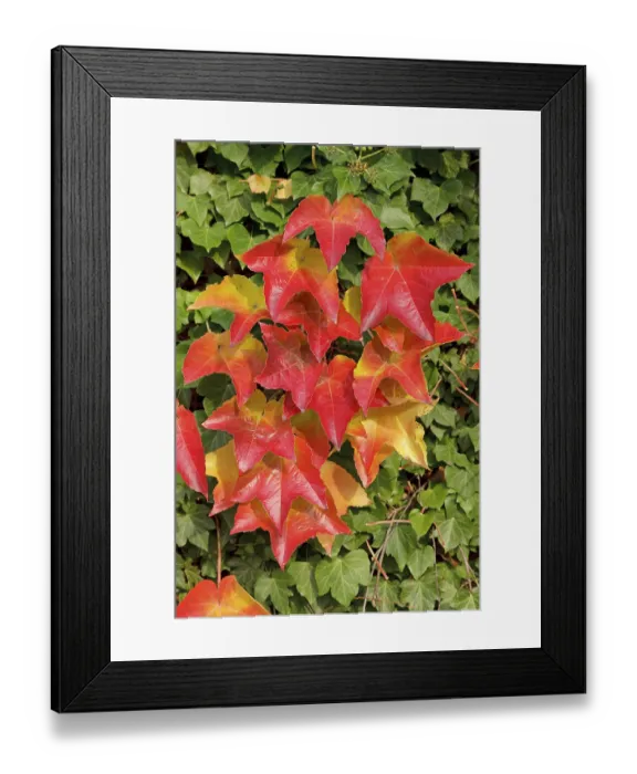 Framed Print : Boston ivy (Parthenocissus tricuspidata) and ivy
