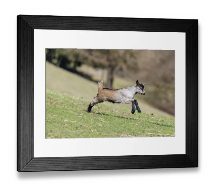 Framed Print : A young pygmy goat (Capra hircus) runs across a green meadow on a sunny day