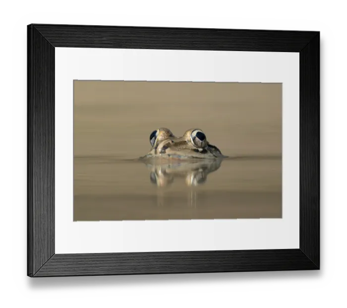 Framed Print : Indian Bullfrog (Hoplobatrachus tigerinus) submerged in a pond Framed Print : Indian Bullfrog (Hoplobatrachus tigerinus) submerged in a pond