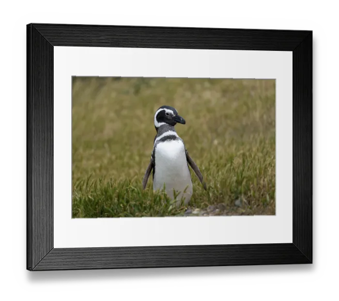 Framed Print : Magellanic Penguin (Spheniscus magellanicus) Framed Print : Magellanic Penguin (Spheniscus magellanicus)