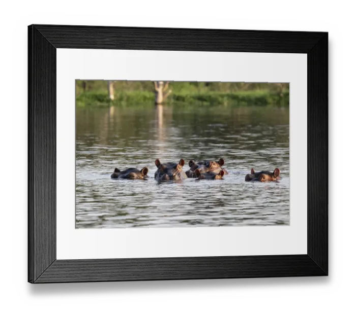 Framed Print : Hippos (Hippopotamus amphibius) Framed Print : Hippos (Hippopotamus amphibius)