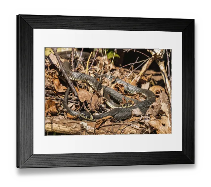 Framed Print : Group of Grass snakes (Natrix natrix) intertwined among dry leaves