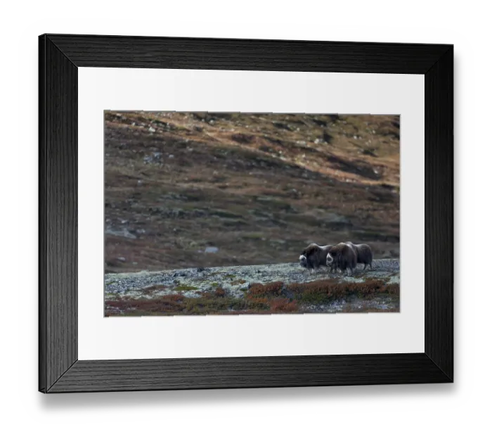 Framed Print : Musk oxen (Ovibos moschatus) in the Norwegian Dovrefjell National Park Framed Print : Musk oxen (Ovibos moschatus) in the Norwegian Dovrefjell National Park