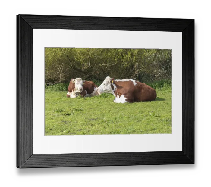 Framed Print : Hereford cattle tow cows chewing cud kneeling in field
