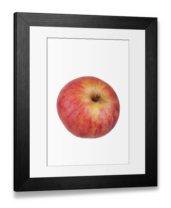 Framed Print : Apple variety Malvasia Framed Print : Apple variety Malvasia