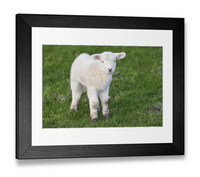 Framed Print : Domestic sheep (Ovis gmelini aries) Lamb