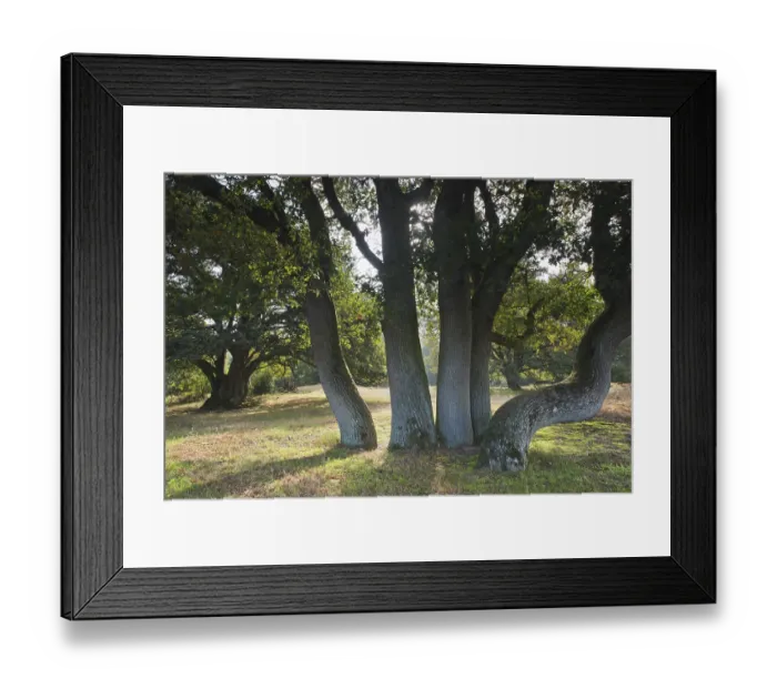 Framed Print : Wood pasture oak (Quercus robur)