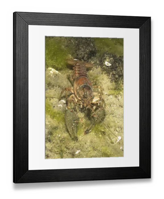 Framed Print : Crayfish (Faxonius limosus), American crayfish