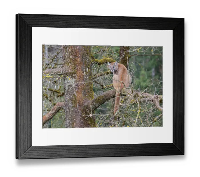 Framed Print : A female puma (Puma concolor) rests high up in an oak tree on a cloudy day