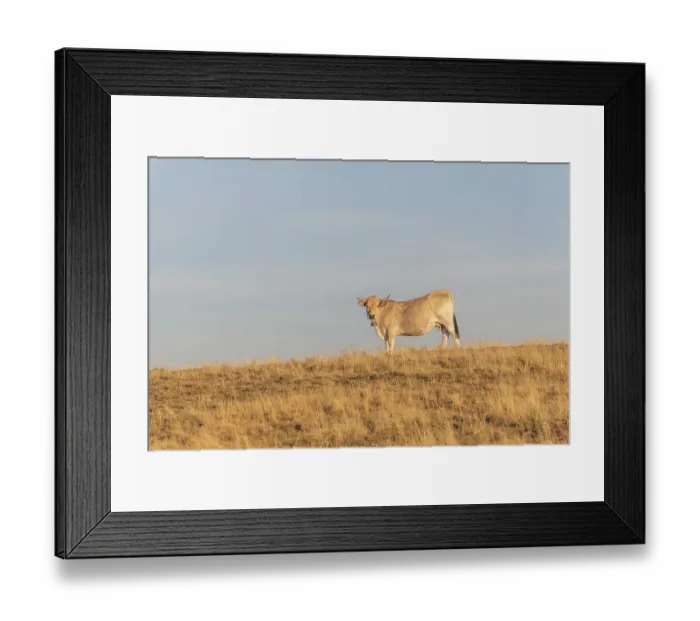 Framed Print : Aubrac cow in a dry pasture in summer