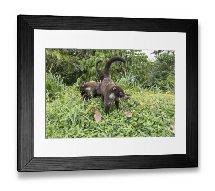 Framed Print : Daytime White-nosed Coati (Nasua narica) foraging in lush green grass and searching for food