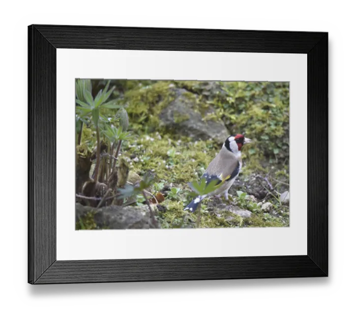 Framed Print : Goldfinch, goldfinch, (Carduelis carduelis) looking for food