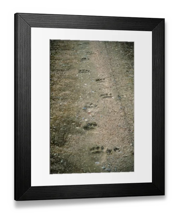 Framed Print : Bear tracks on a dirt road in Hamra
