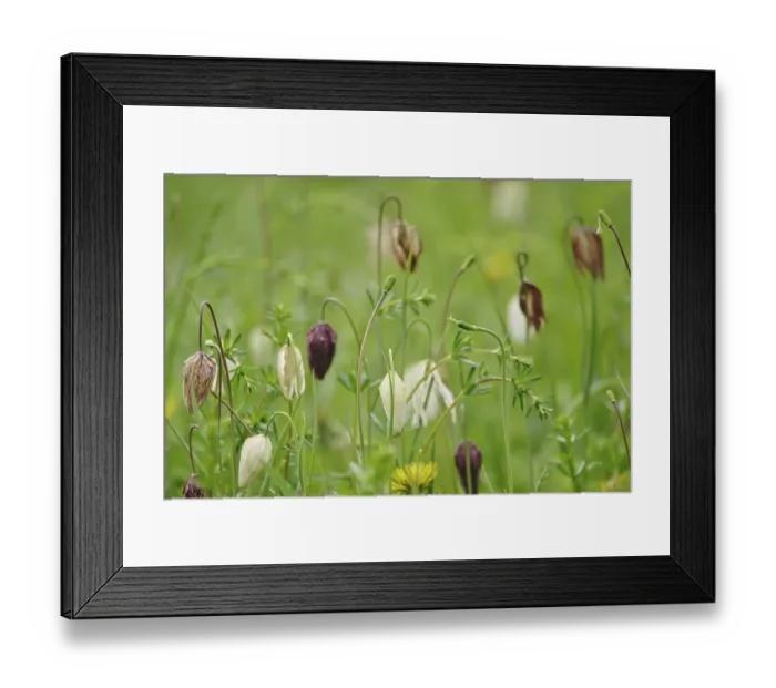 Framed Print : Snake's head fritillary (Fritillaria meleagris) Framed Print : Snake's head fritillary (Fritillaria meleagris)