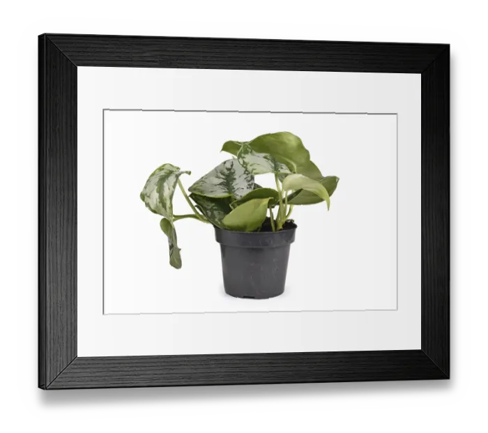 Framed Print : Small tropical Scindapsus Pictus Exotica or Satin Pothos houseplant with large silver leaves Framed Print : Small tropical Scindapsus Pictus Exotica or Satin Pothos houseplant with large silver leaves