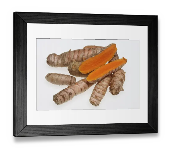 Framed Print : Turmeric (Curcuma longa) or curcume