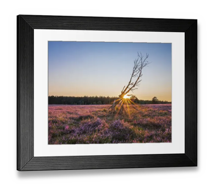 Framed Print : Typical heath landscape with flowering heather at sunset