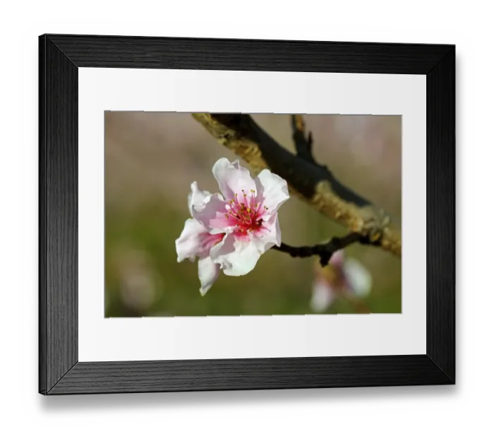 Framed Print : Almond blossom (Prunus dulcis) Framed Print : Almond blossom (Prunus dulcis)