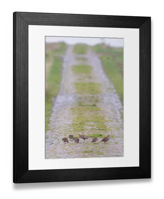 Framed Print : Grey partridge (Perdix perdix)
