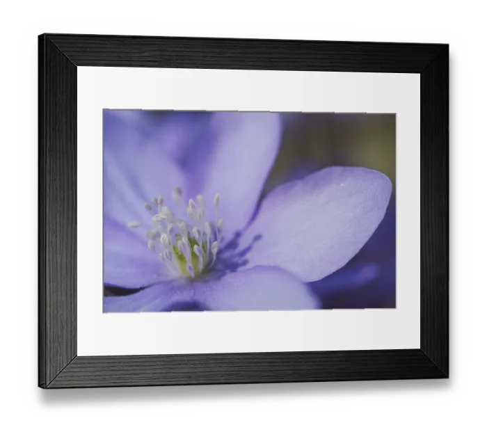 Framed Print : Liverleaf liverwort Hepatica nobilis Framed Print : Liverleaf liverwort Hepatica nobilis